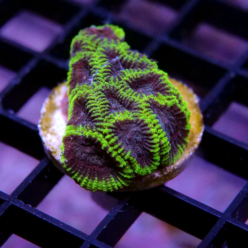 Frag Pack XL - Tank Start