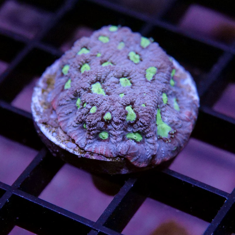 Korallenpaket XL - Erstbesatz