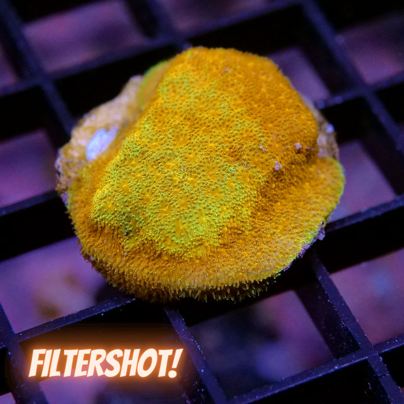 Psammocora sp. 'Watermelon'