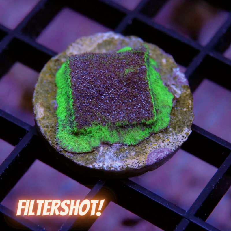 Psammocora sp. 'Monster Jam'