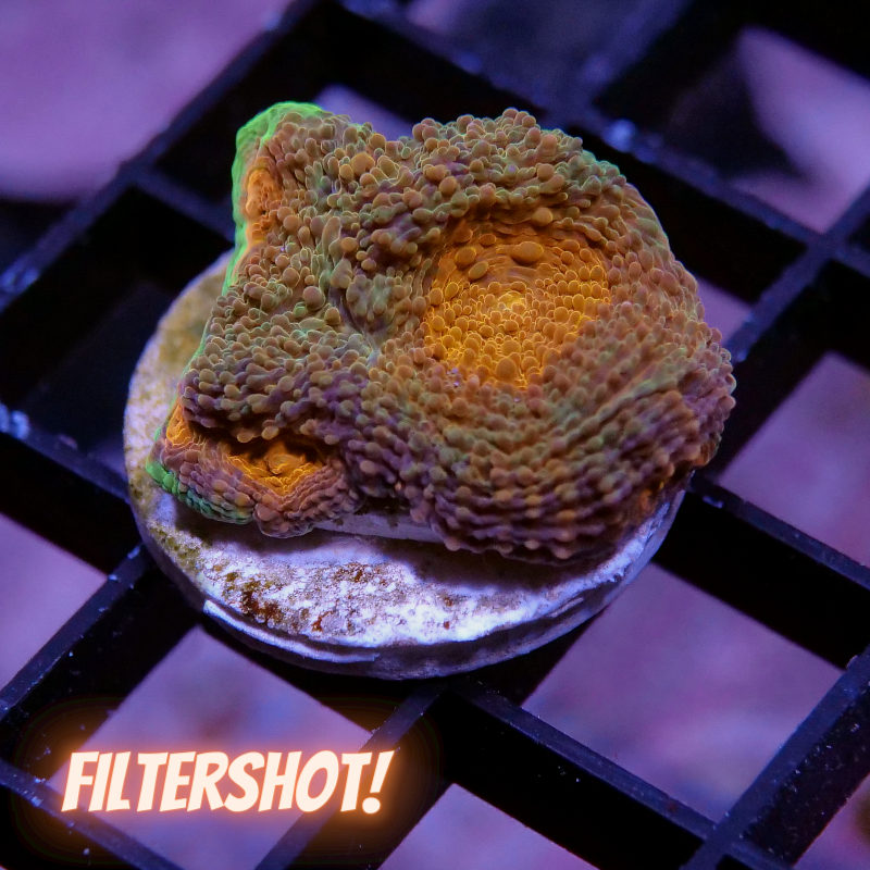 Acanthastrea echinata