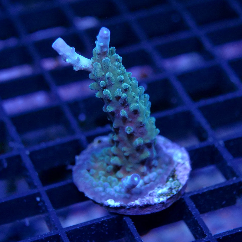 Acropora nana 'Purple nana'