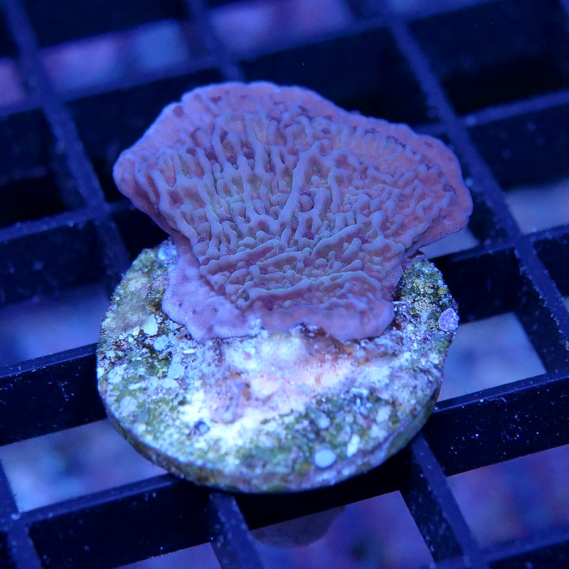 Montipora sp. 'Purple Cap'