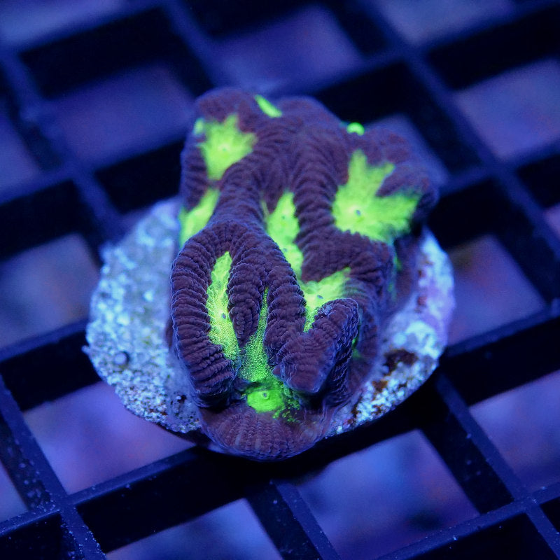 Platygyra sp. 'Shining'