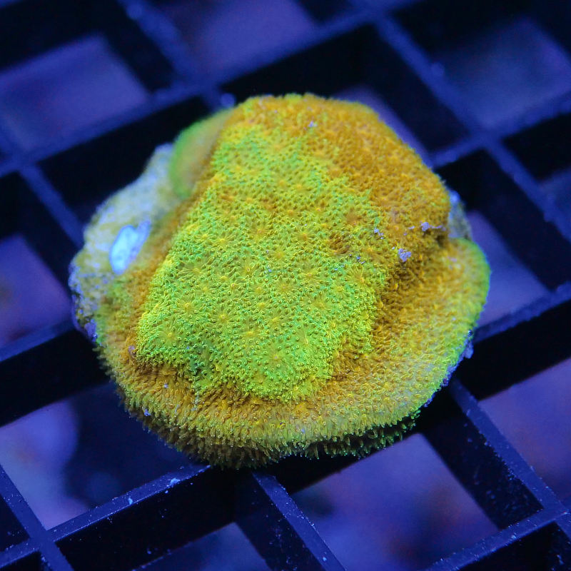 Psammocora sp. 'Watermelon'