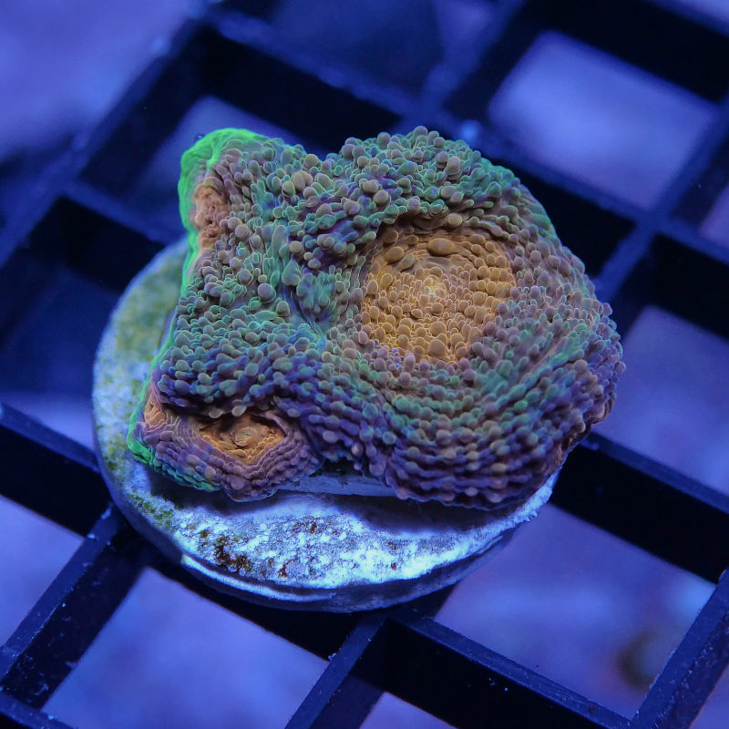 Acanthastrea echinata