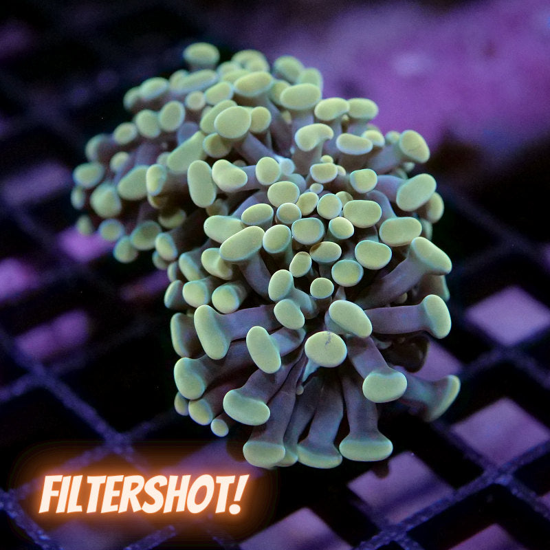 Euphyllia sp. 'Golden Hammer'