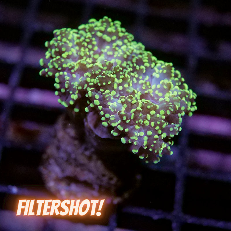 Euphyllia paradivisa 'Yellow'