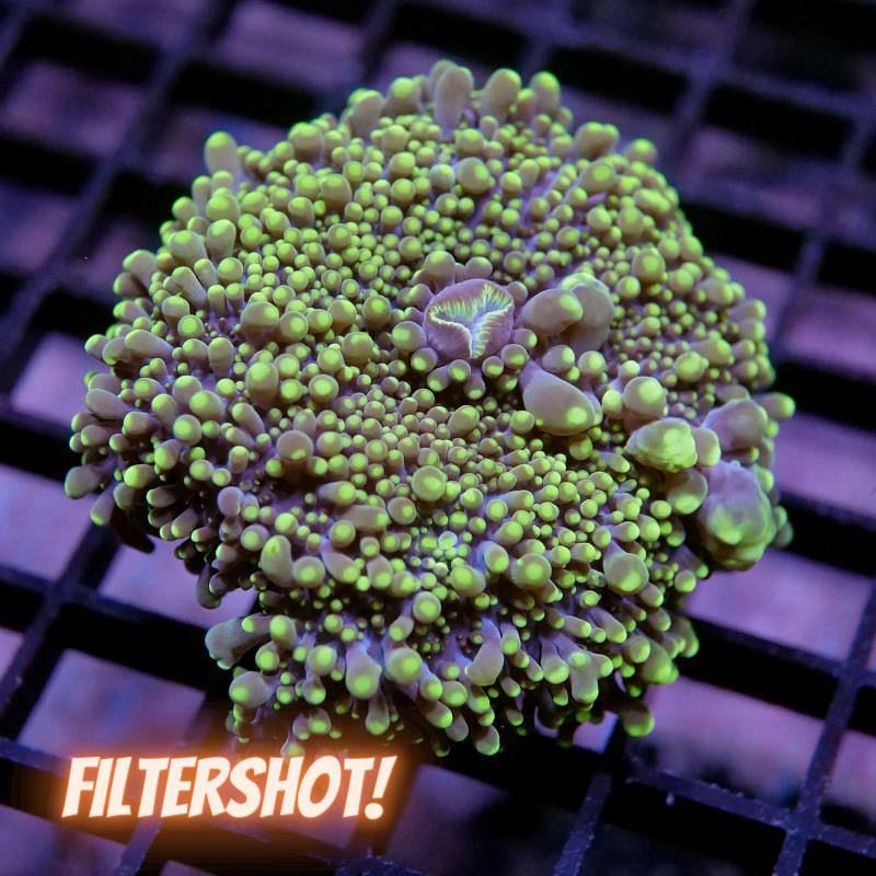 Ricordea yuma 'Neon Tips' XXL