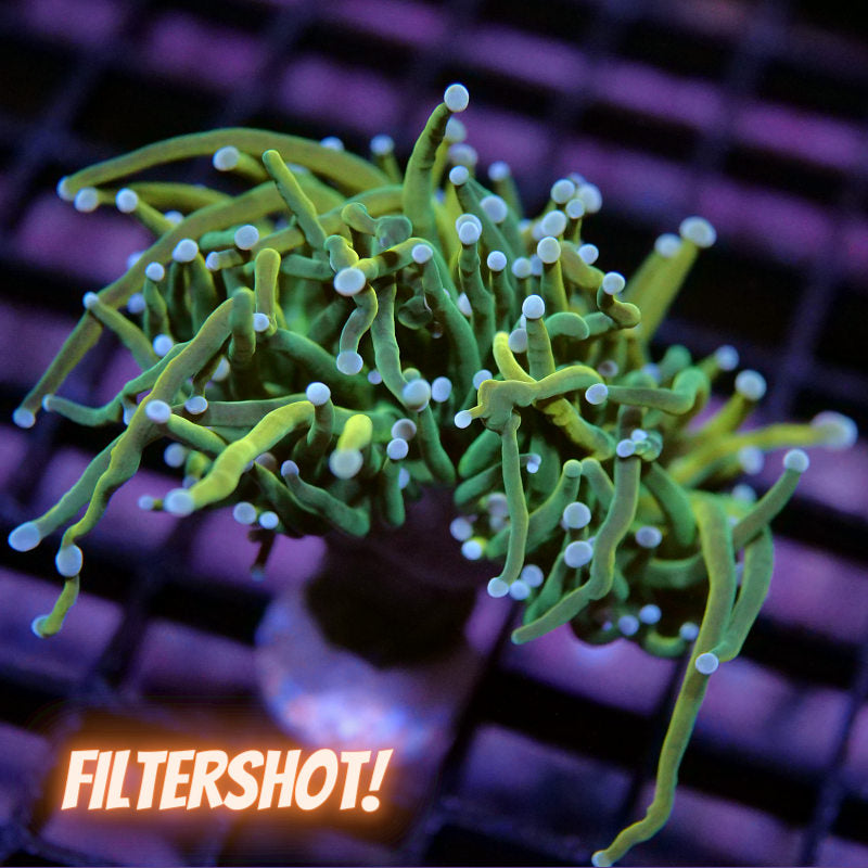 Euphyllia glabrescens 'Holy Grail Malaysia'