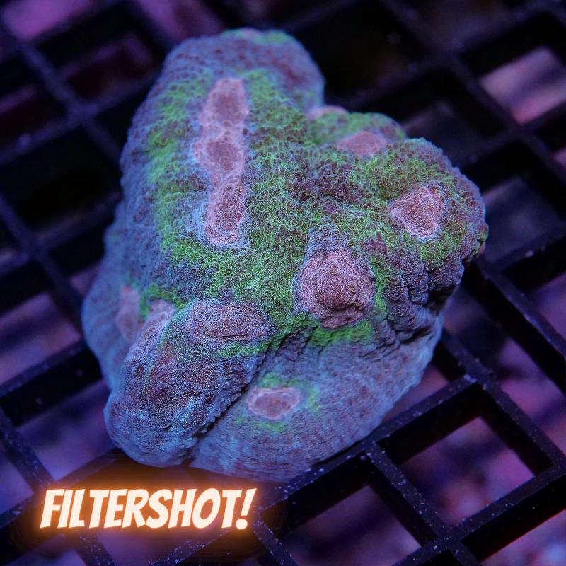 Pectinia 'Rainbow' XL