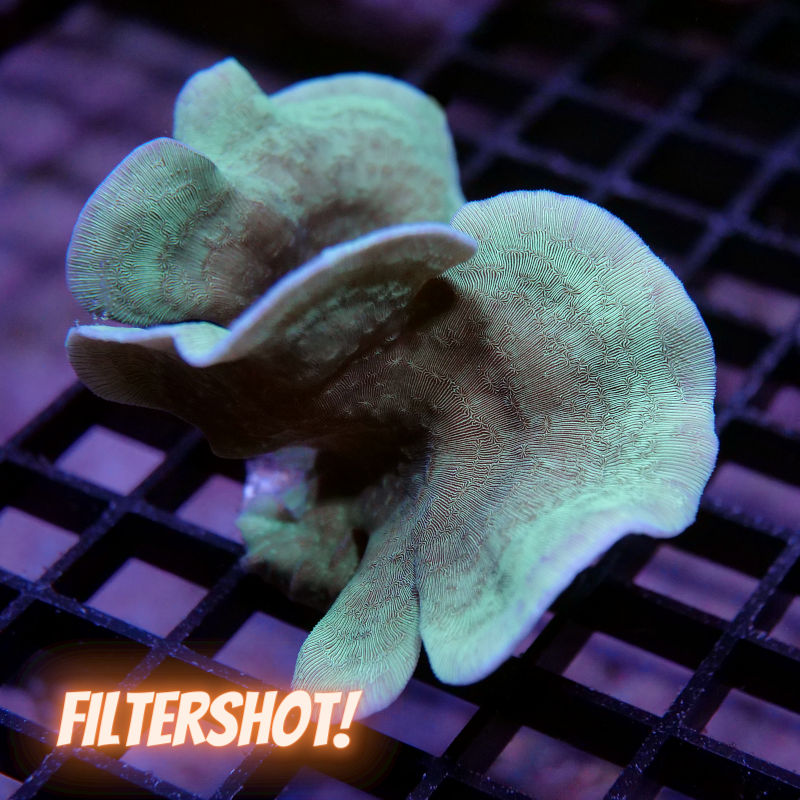 Pavona cactus 'Green' XL