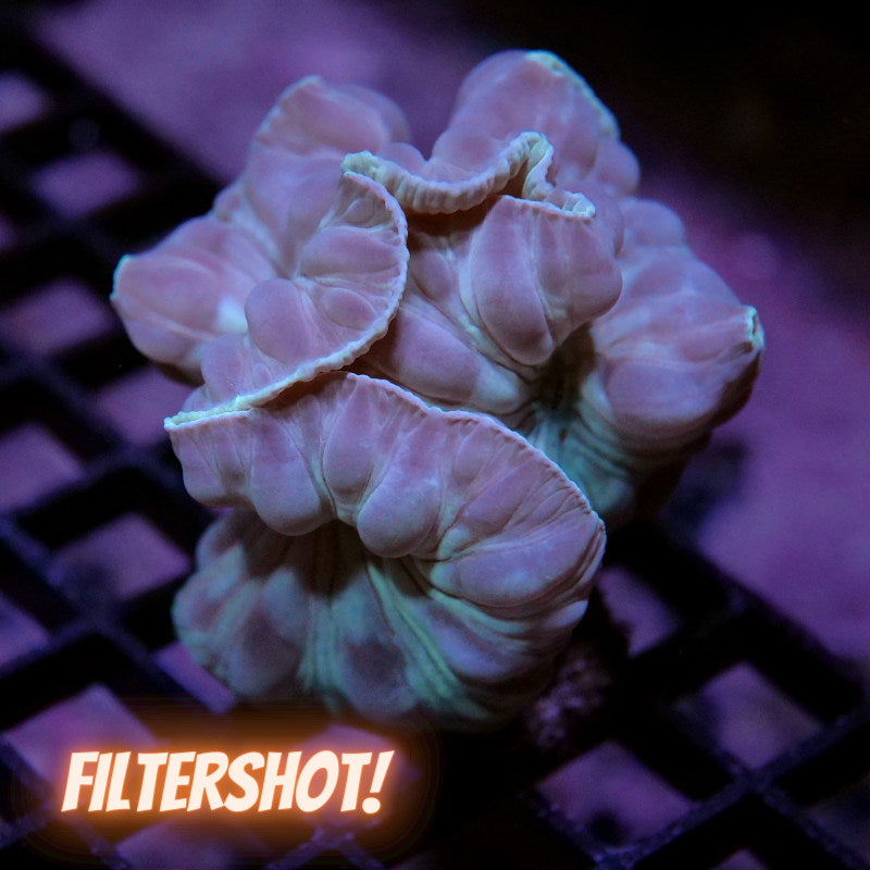 Nemenzophyllia turbida