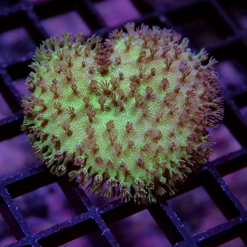 Korallenpaket 'Nano'