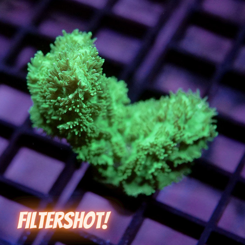 Hydnophora exesa 'Fluorescent Green'