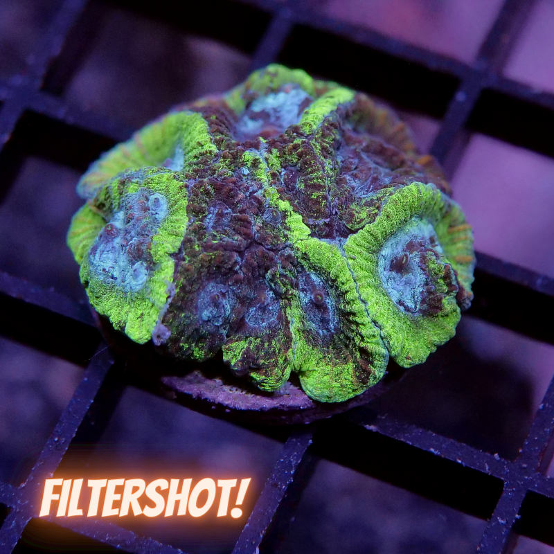 Favia sp. 'Toxic Spill'