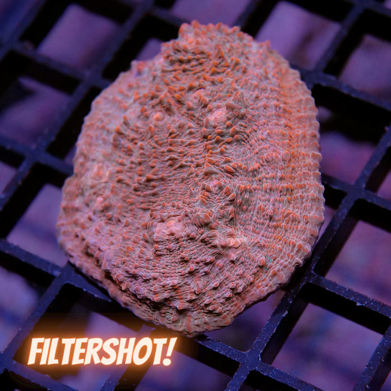 Chalice 'Water &amp; Lava'