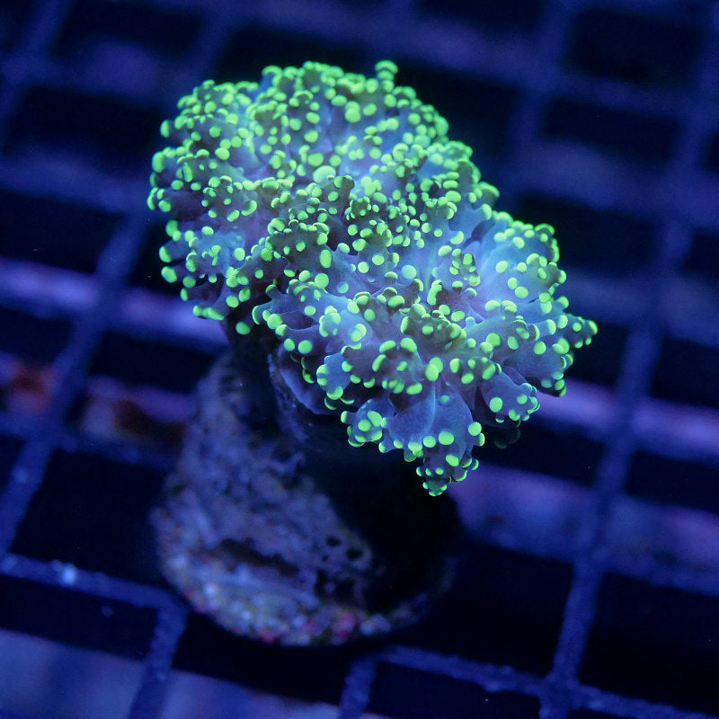 Euphyllia paradivisa 'Yellow'