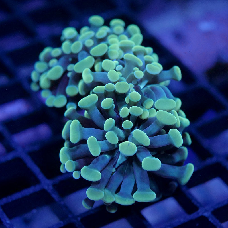 Euphyllia sp. 'Golden Hammer'