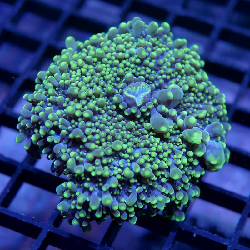 Ricordea yuma 'Neon Tips' XXL