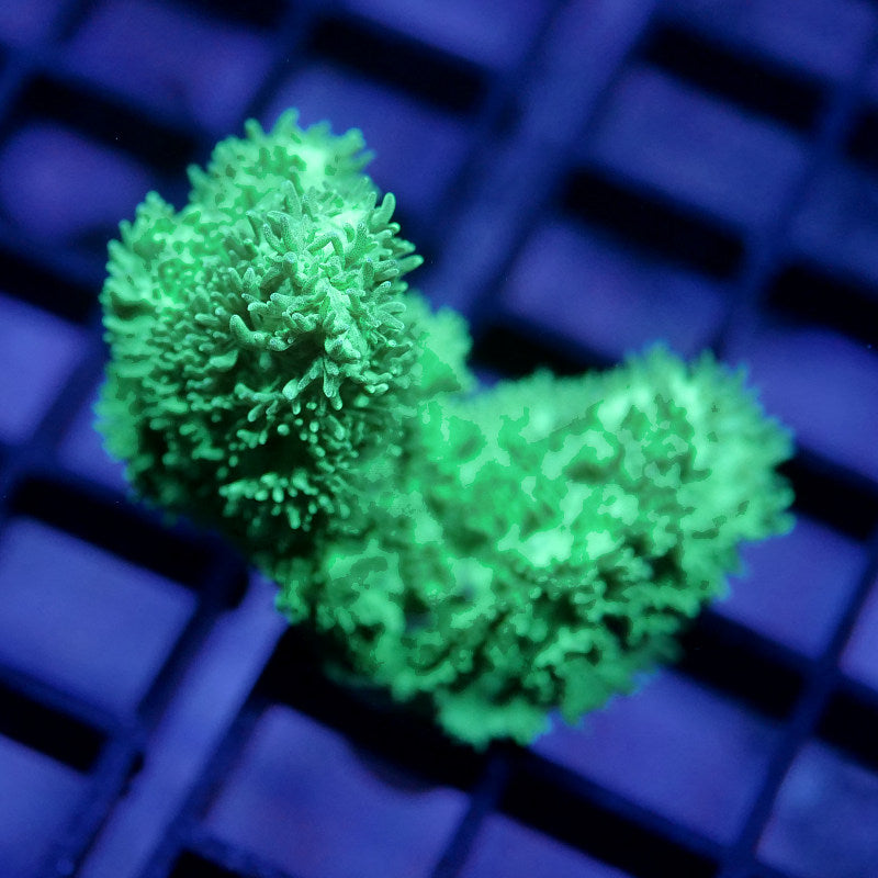 Hydnophora exesa 'Fluorescent Green'