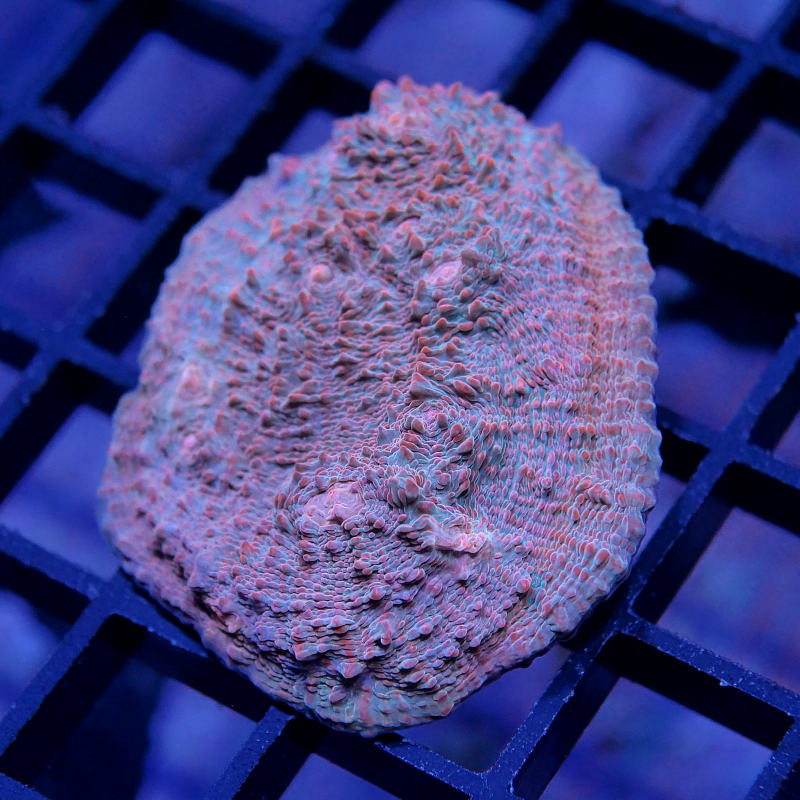 Chalice 'Water &amp; Lava'