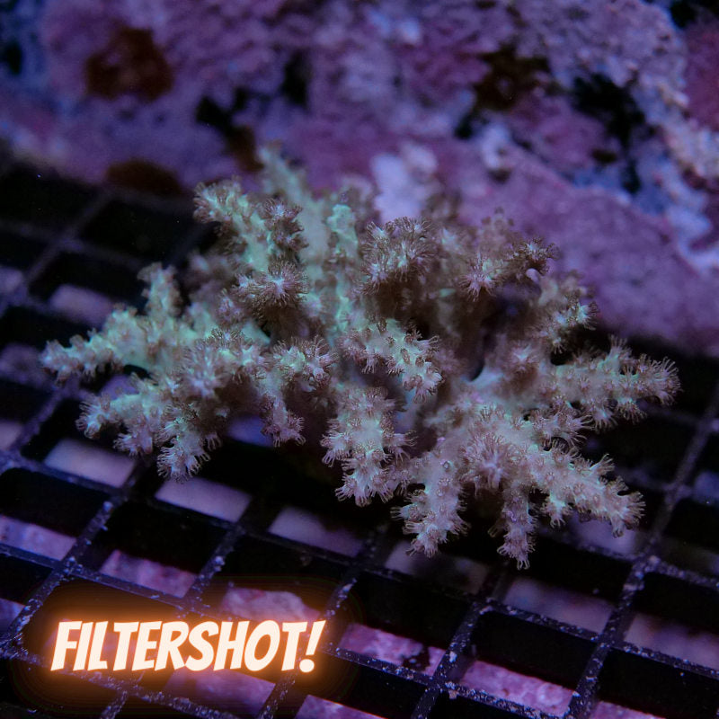 Sinularia sp. 'Green'