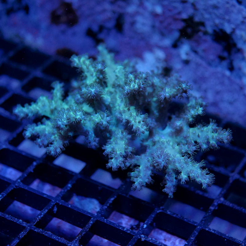 Sinularia sp. 'Green'