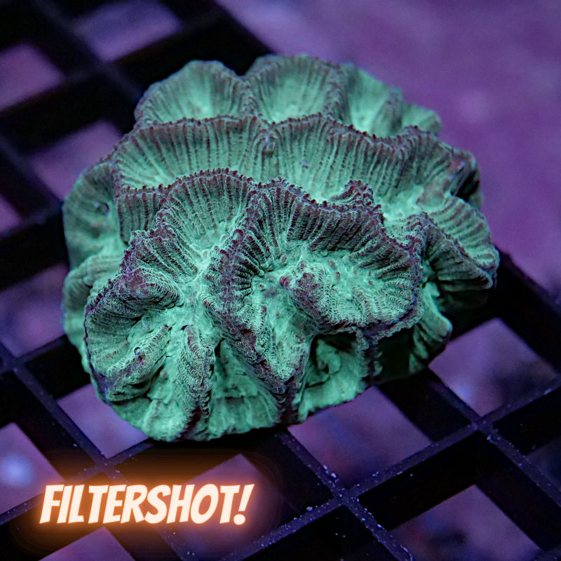 Goniastrea sp. 'Green'