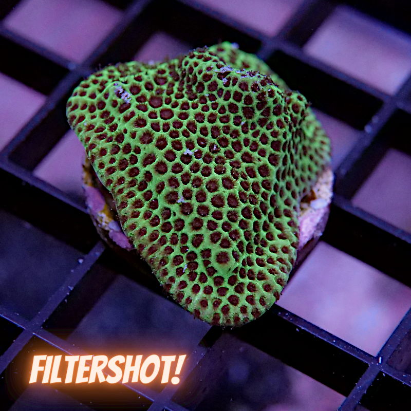 Frag Pack 'Low Budget'