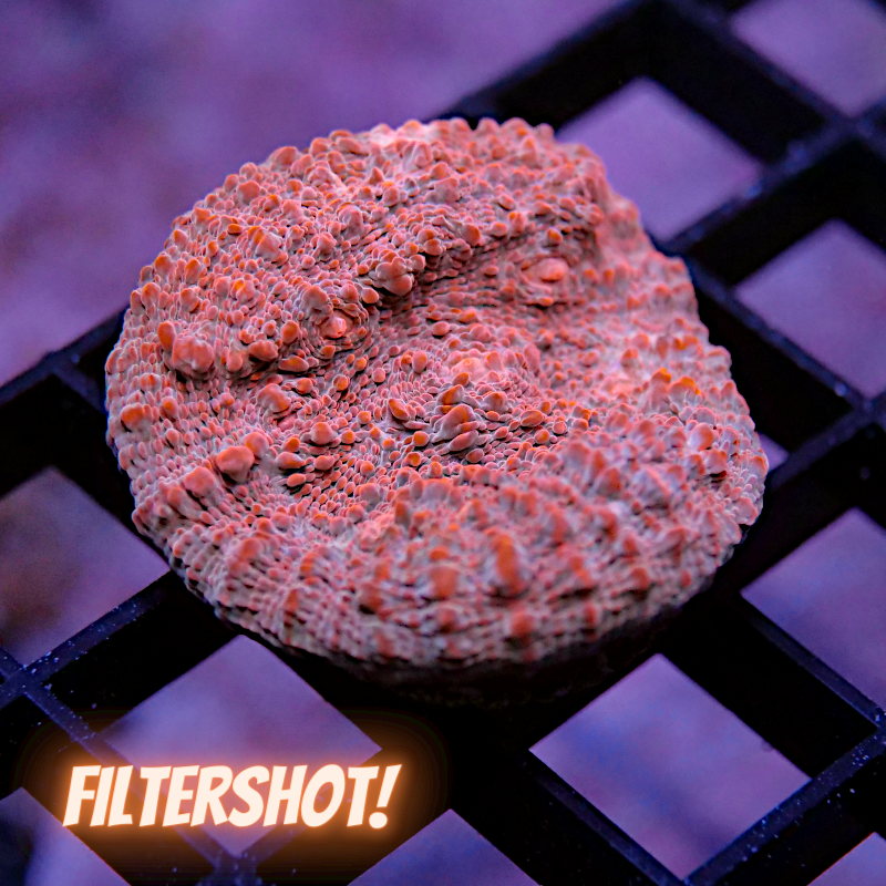 Chalice 'Water & Lava'