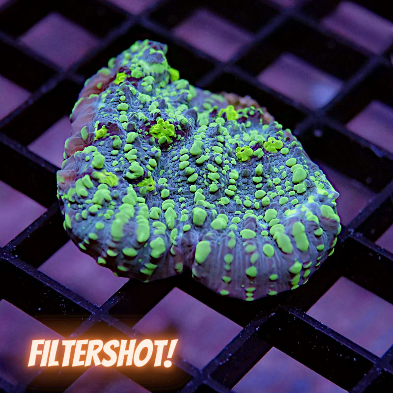 Chalice 'Green Galaxy'