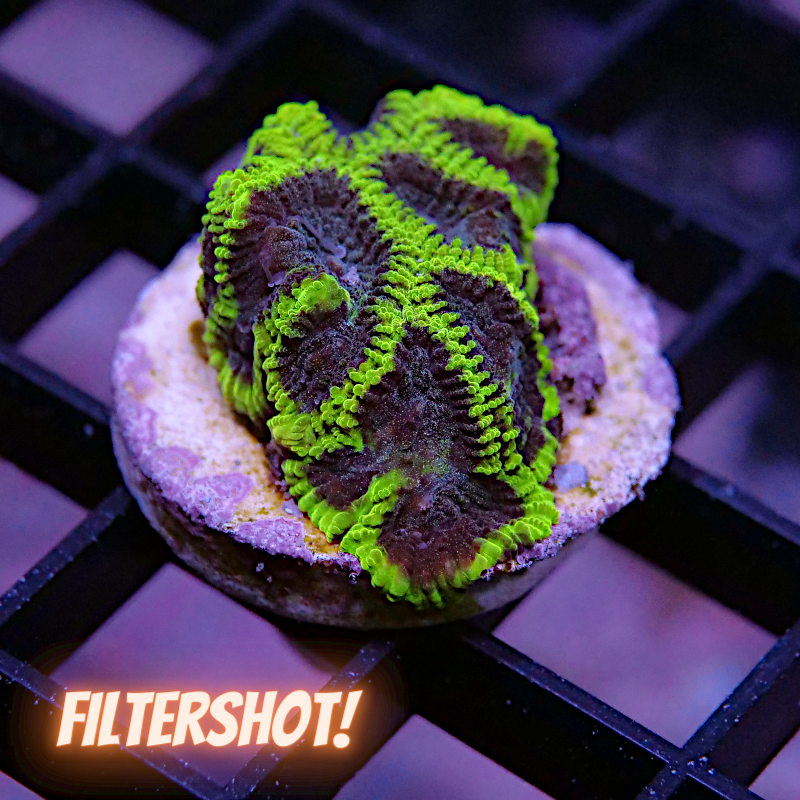 Favia sp. 'Mystic Grape'