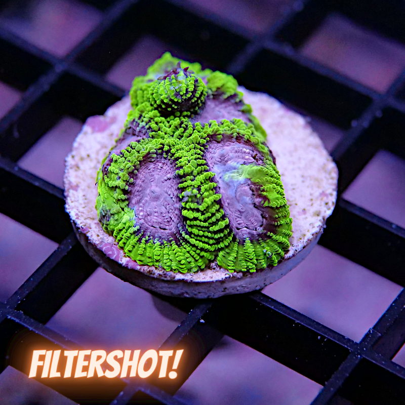 Favia sp. 'Space Monkey'