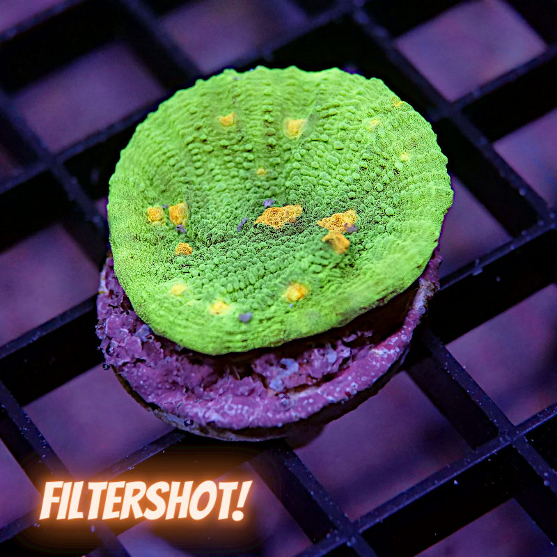 Chalice 'Space Invader'