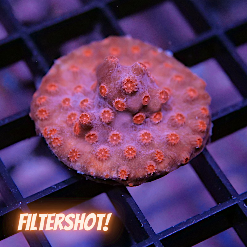 Cyphastrea decadia 'Red'