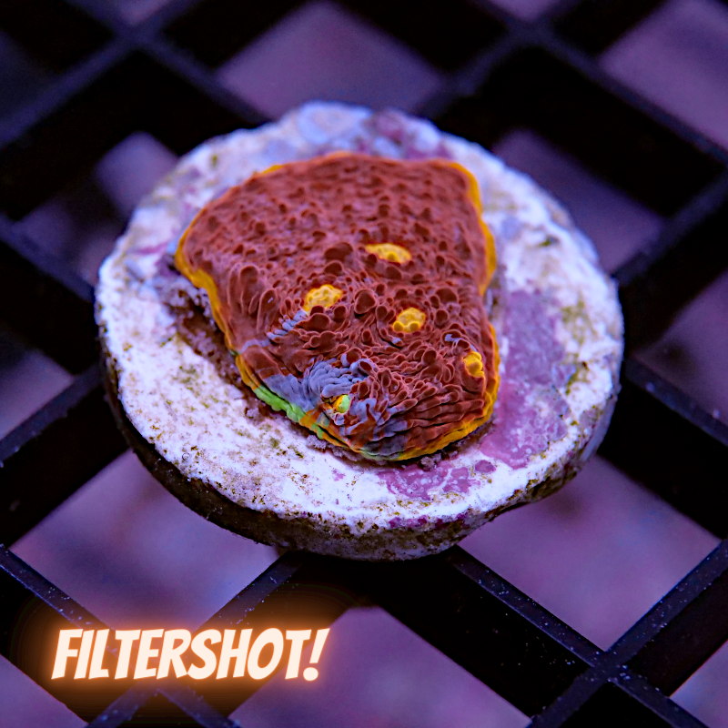 Chalice 'Flaming Bugatti'