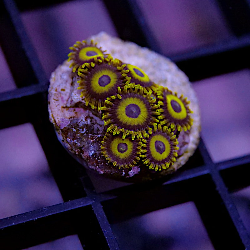 Korallenpaket - Zoanthus