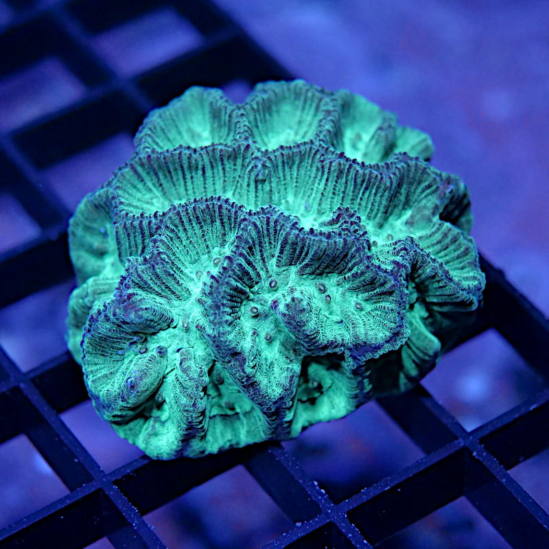 Goniastrea sp. 'Green'