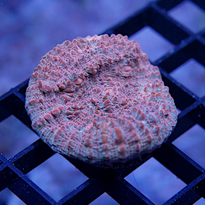 Chalice 'Water & Lava'