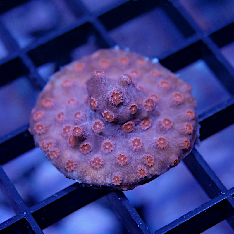 Cyphastrea decadia 'Red'