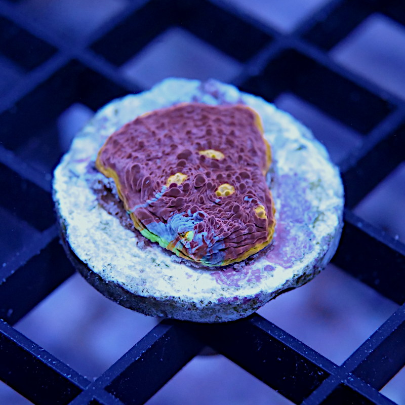 Chalice 'Flaming Bugatti'