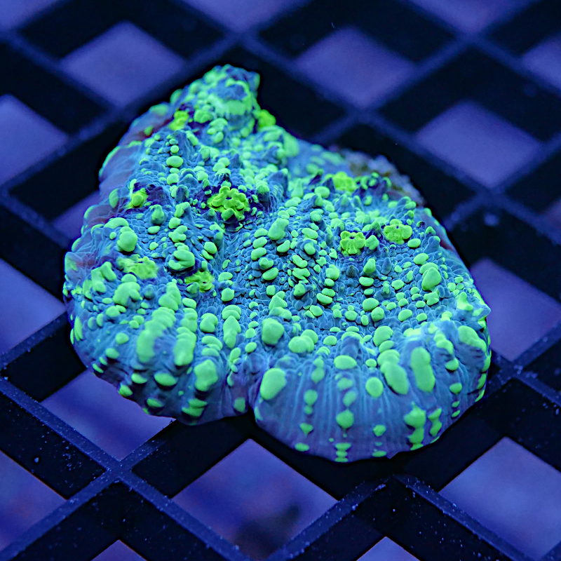 Chalice 'Green Galaxy'