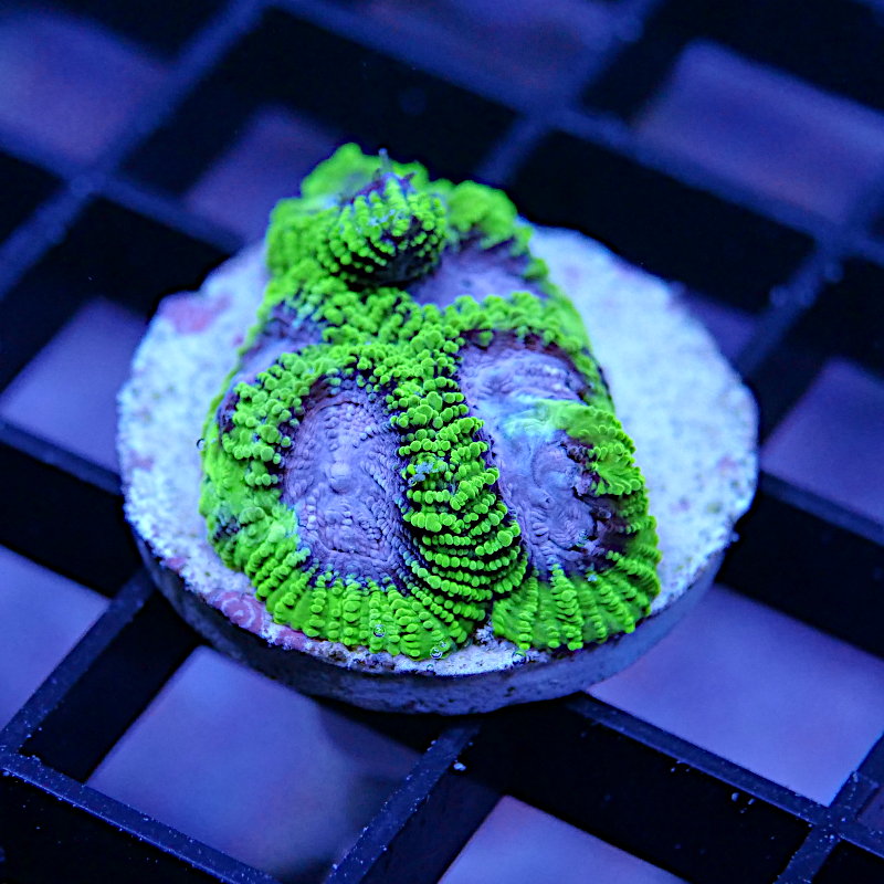 Favia sp. 'Space Monkey'