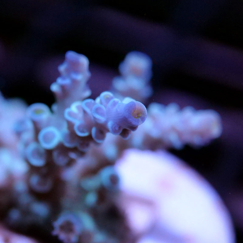 Acropora kenti - Chimäre