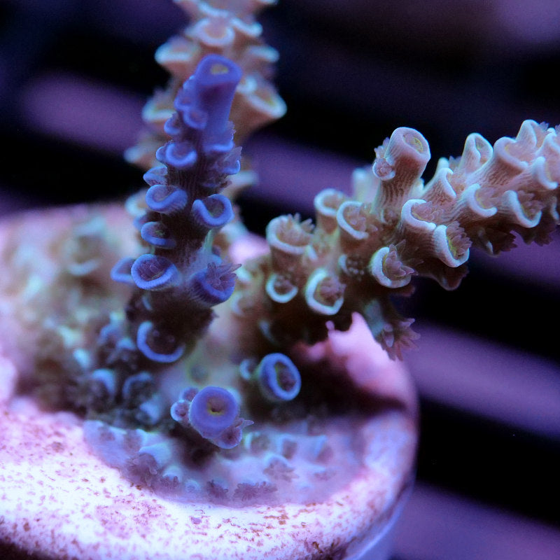 Acropora kenti - Chimäre