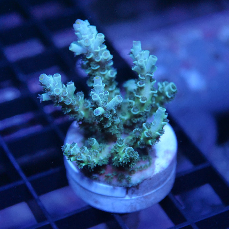 Acropora kenti - Grade 1