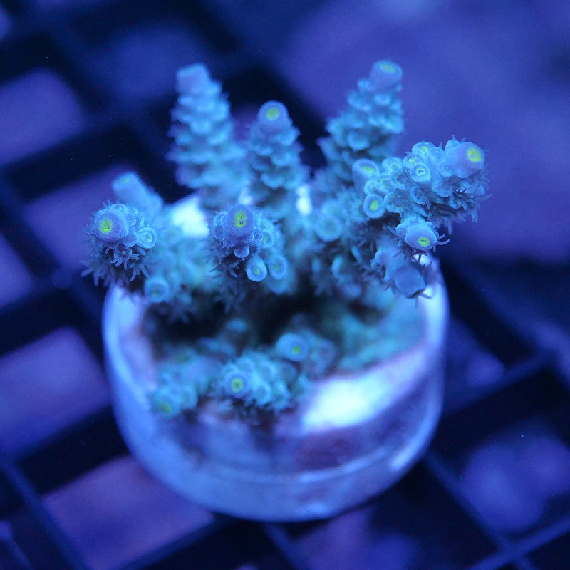Acropora kenti - Grade 1