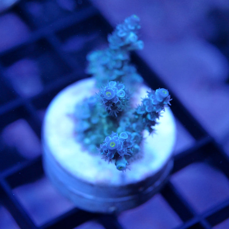 Acropora kenti - Grade 1
