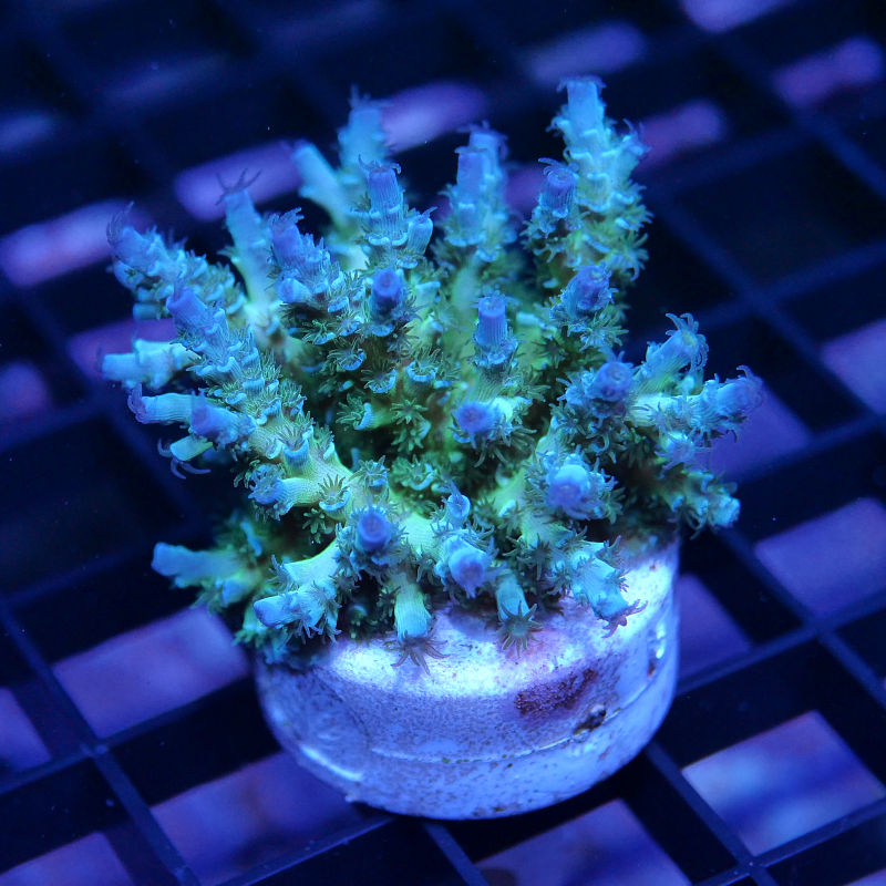 Acropora kenti - Grade 3